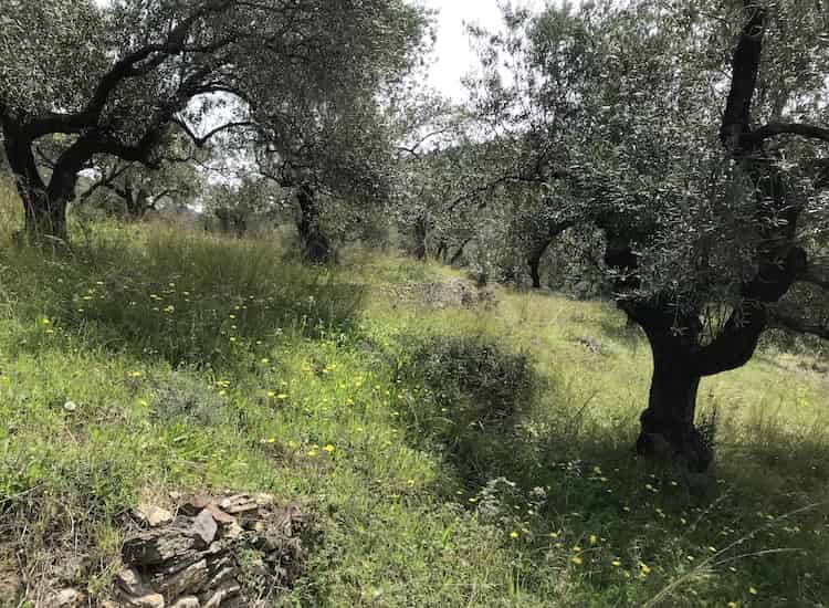 Olive Grove with Skopelos Views-Topos Real Estate-32030_7