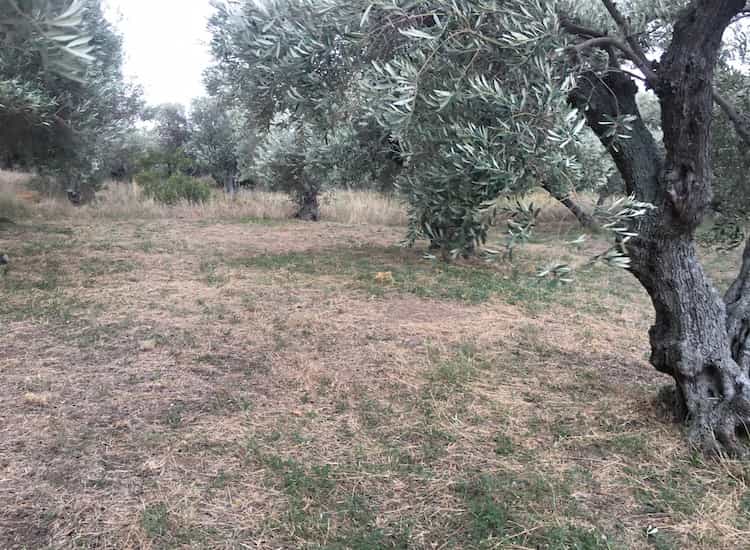 Olive Grove with Farmhouse - Topos Real Estate-2