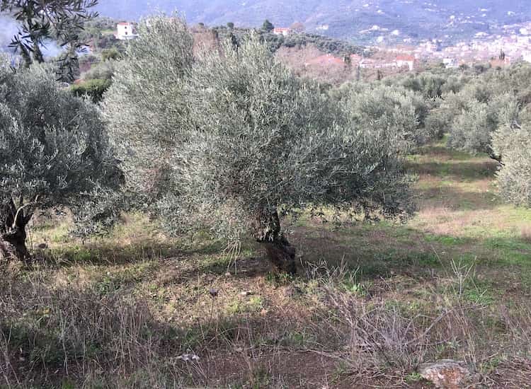 Olive Grove with Farmhouse - Topos Real Estate-6