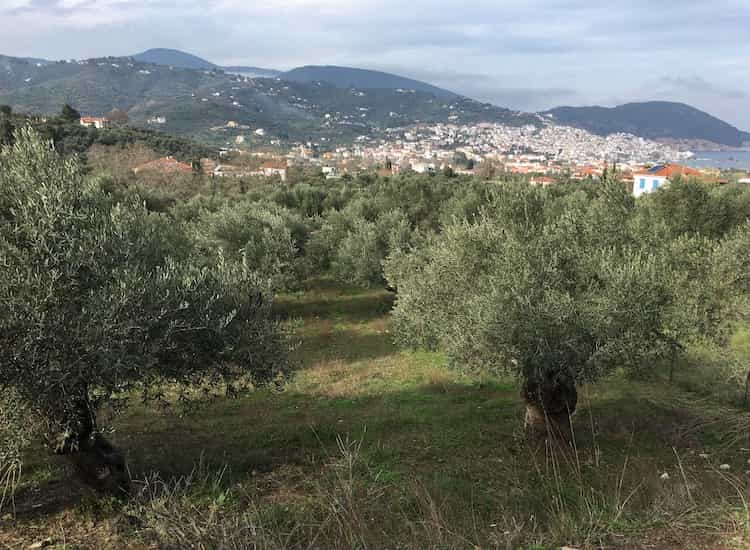 Olive Grove with Farmhouse - Topos Real Estate-7