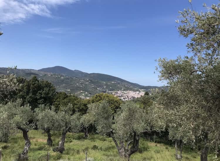 Olive Grove with Skopelos Views-Topos Real Estate-32030_10