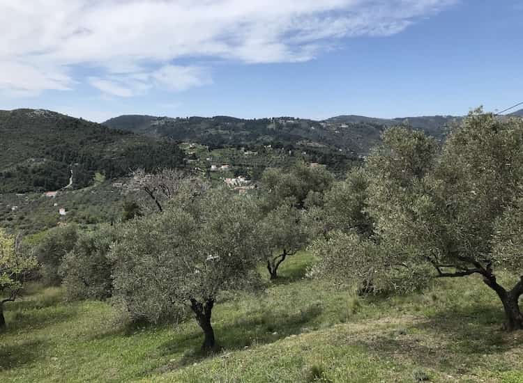 Olive Grove with Skopelos Views-Topos Real Estate-32030_4