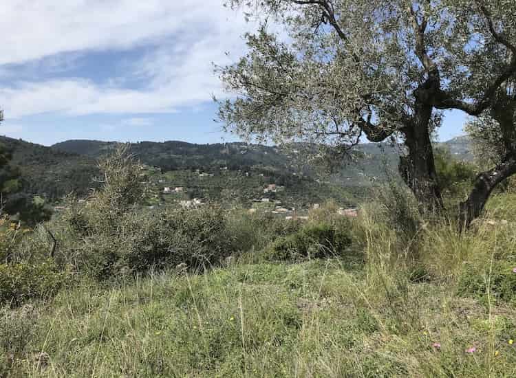 Olive Grove with Skopelos Views-Topos Real Estate-32030_5