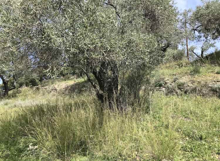 Olive Grove with Skopelos Views-Topos Real Estate-32030_6