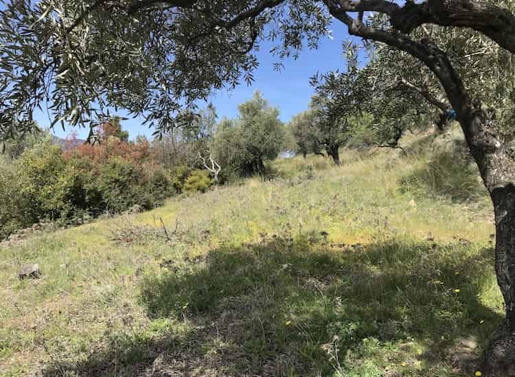 Olive Grove with Skopelos Views-Topos Real Estate-32030_8