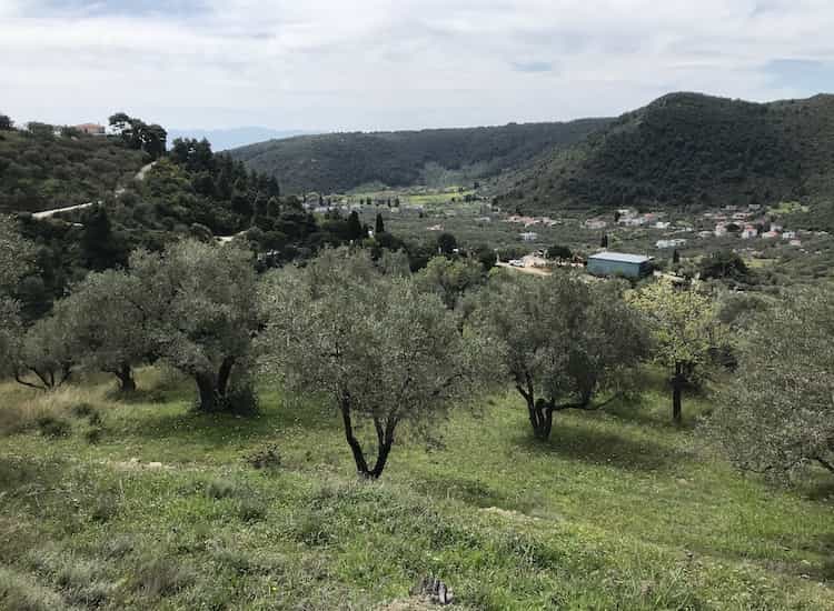 Olive Grove with Skopelos Views-Topos Real Estate-32030_9