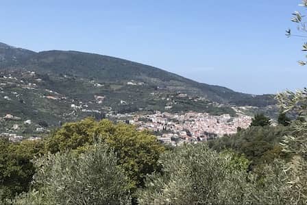 Olive Grove with Skopelos Town Views