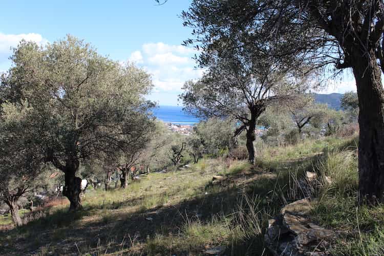 Beautiful Olive Grove with Panoramic Views of Skopelos Bay_Topos Real Estate_04