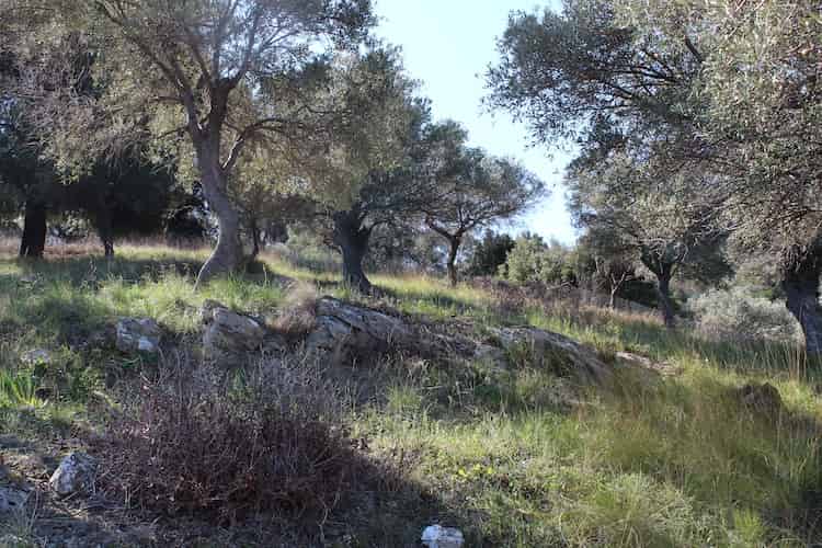 Beautiful Olive Grove with Panoramic Views of Skopelos Bay_Topos Real Estate_06