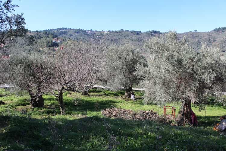 Olive Grove for Sale - Close to Skopelos Town-Topos Real Estate-2