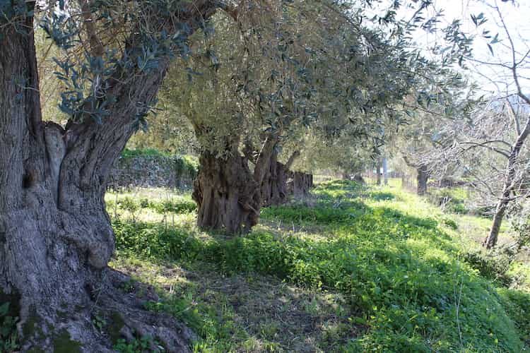 Olive Grove for Sale - Close to Skopelos Town-Topos Real Estate-4