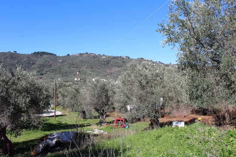 Olive Grove for Sale - Close to Skopelos Town-Topos Real Estate-5