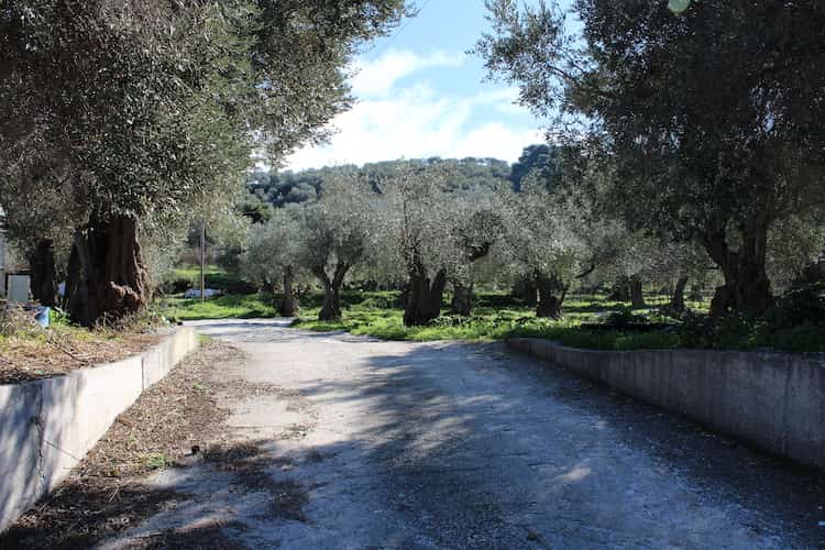Olive Grove for Sale - Close to Skopelos Town-Topos Real Estate-6