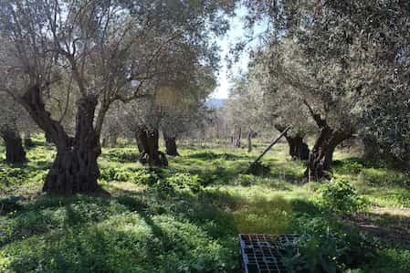 Olive Grove for Sale - Close to Skopelos Town