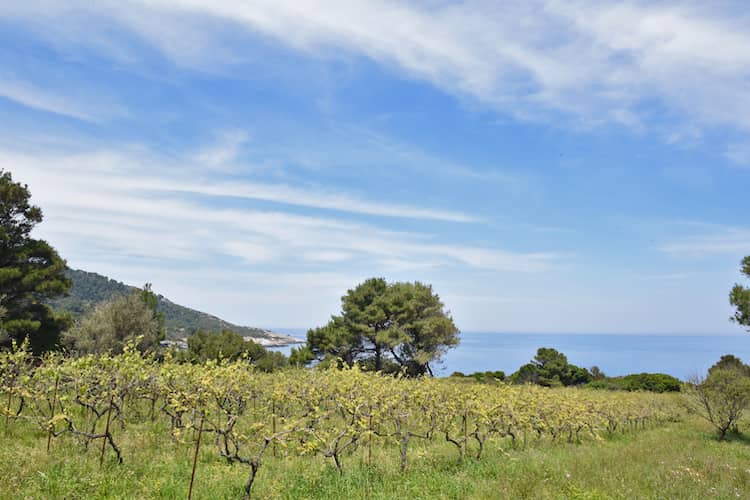 Stunning Land for Sale with Access to 2 Beaches_Topos Real Estate_06