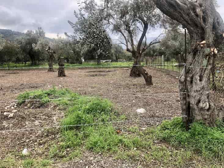 Olive Grove for Sale in Skopelos Town_Topos RealEstate_32059_02