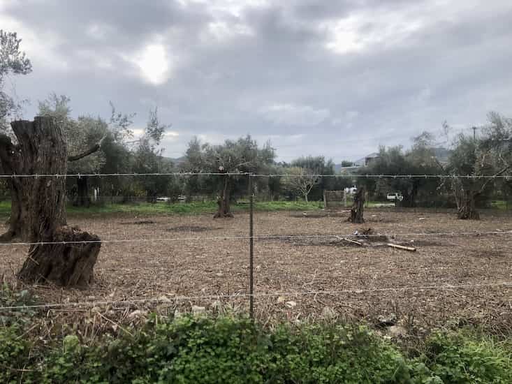 Olive Grove for Sale in Skopelos Town_Topos RealEstate_32059_04