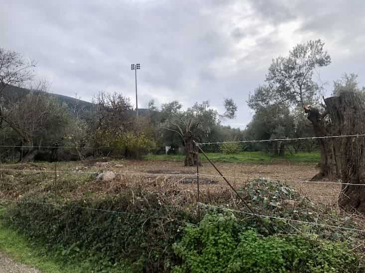 Olive Grove for Sale in Skopelos Town_Topos RealEstate_32059_05