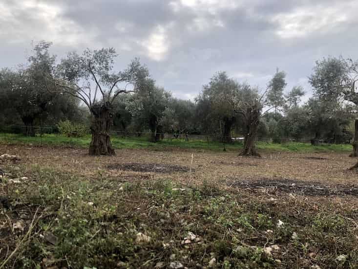 Olive Grove for Sale in Skopelos Town_Topos RealEstate_32059_07