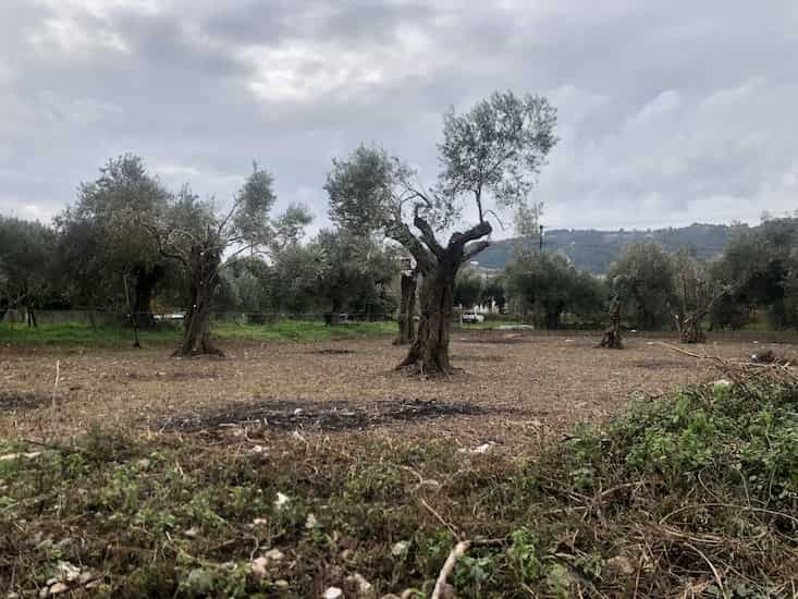 Olive Grove for Sale in Skopelos Town_Topos RealEstate_32059_08