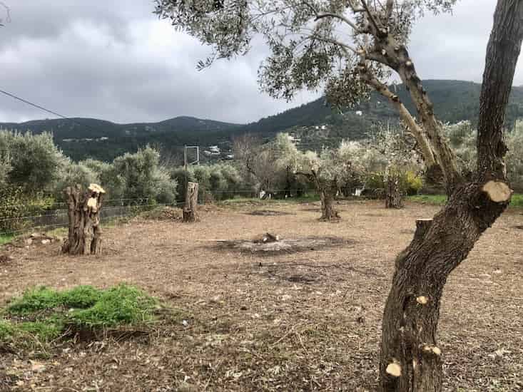 Olive Grove for Sale in Skopelos Town_Topos RealEstate_32059_09