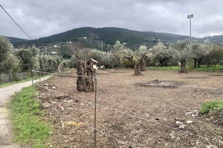 Olive Grove for Sale in Skopelos Town