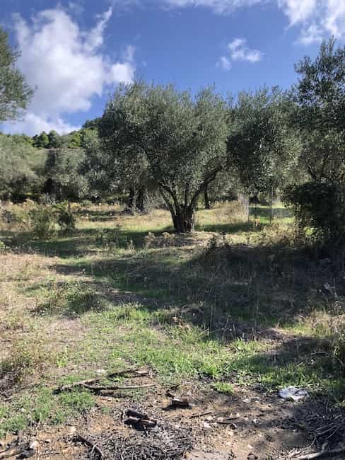 Olive Grove for Sale close to Skopelos Town_ToposRealEstate_32121_00002