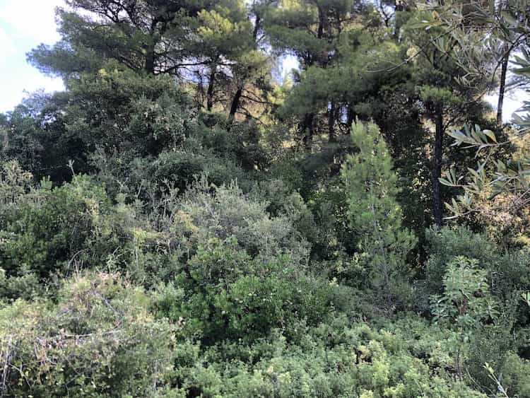 Olive Grove for Sale close to Skopelos Town_ToposRealEstate_32121_00003