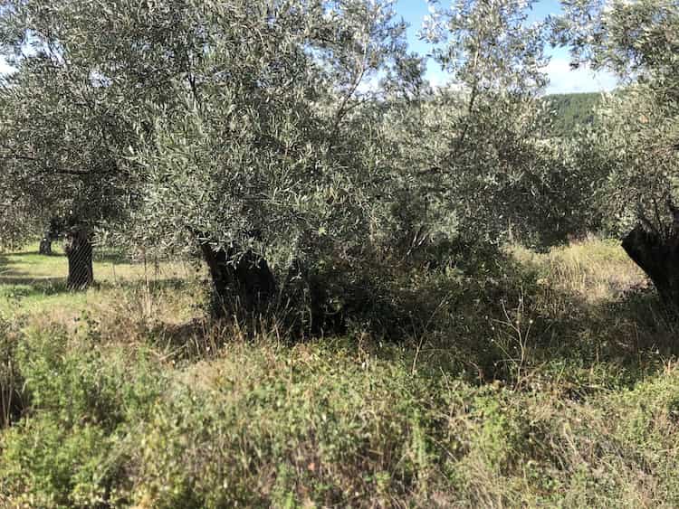 Olive Grove for Sale close to Skopelos Town_ToposRealEstate_32121_00005