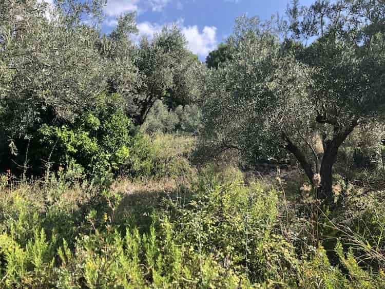Olive Grove for Sale close to Skopelos Town_ToposRealEstate_32121_00006