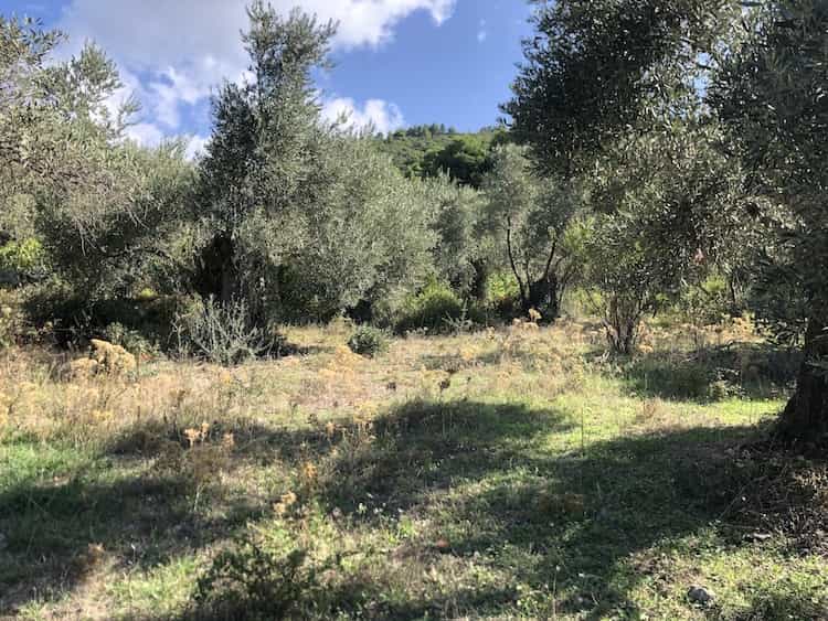 Olive Grove for Sale close to Skopelos Town_ToposRealEstate_32121_00007