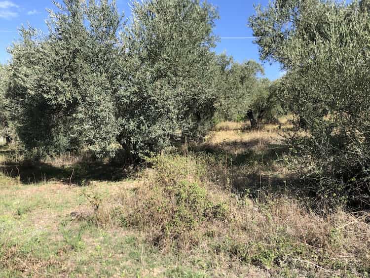 Olive Grove for Sale close to Skopelos Town_ToposRealEstate_32121_00008