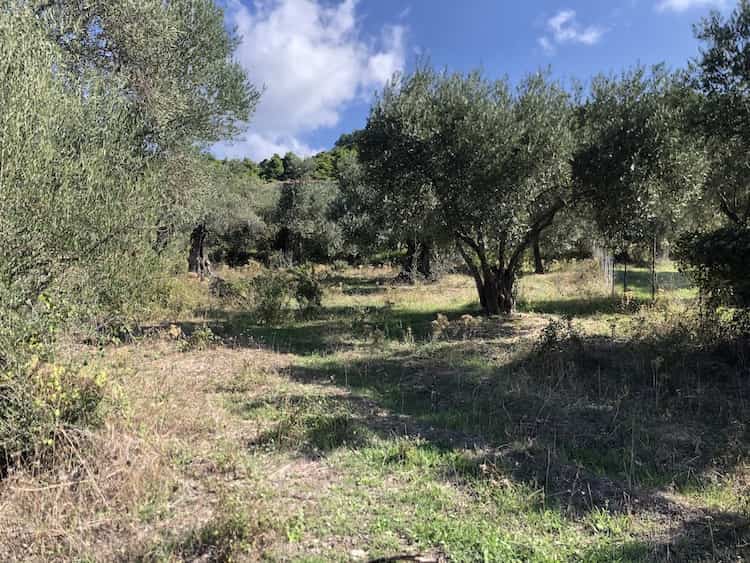 Olive Grove for Sale close to Skopelos Town_ToposRealEstate_32121_00009