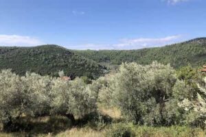 Olive Grove for Sale close to Skopelos Town